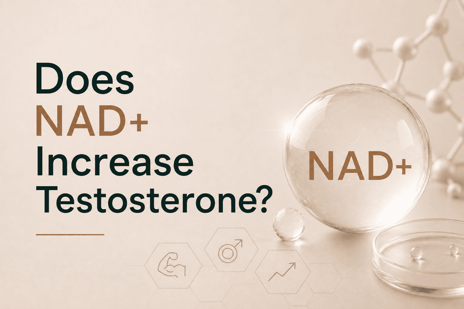 Does NAD+ Increase Testosterone? What the Research Says